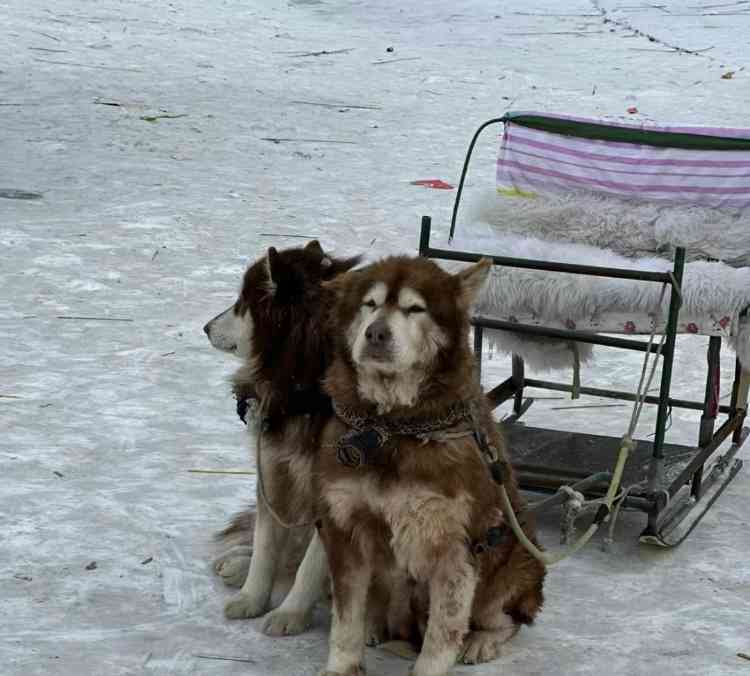  哈尔滨狗拉雪橇项目引热议 文旅部门已叫停