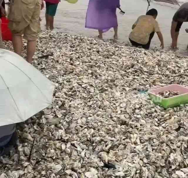  台风后深圳海滩生蚝满地，专家警告：别急着捡！